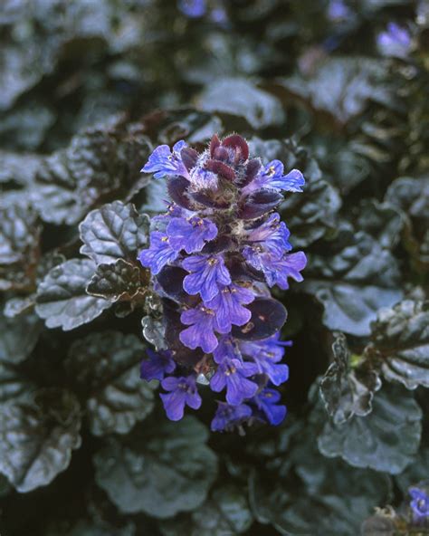 ajucax|Ajuga reptans Black Scallop